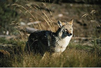 《龙之信条2》新更新补丁上线 仓库道具数量上限提升